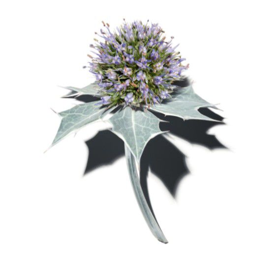 Sea holly-Organic sea holly extract-undefined