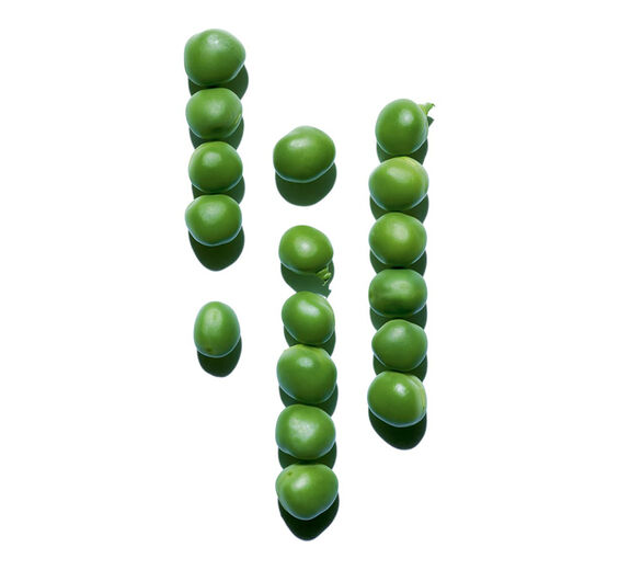 Pea-Pea extract-Pisum sativum (pea) extract