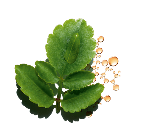 Organic leaf of life extract + Acetylated hyaluronic acid duo to boost natural hyaluronic acid production to help improve skin's natural hydration